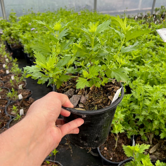 Gregg`s Mistflower