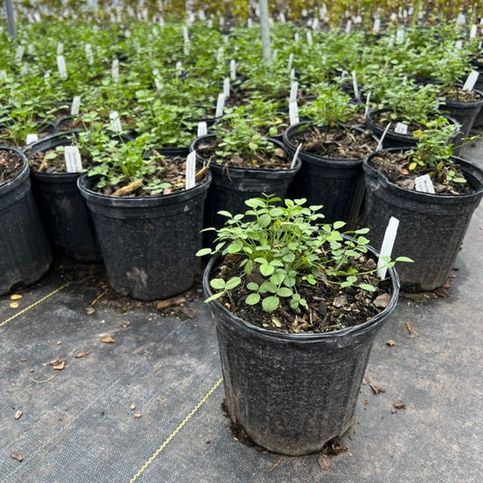 Mountain Pea