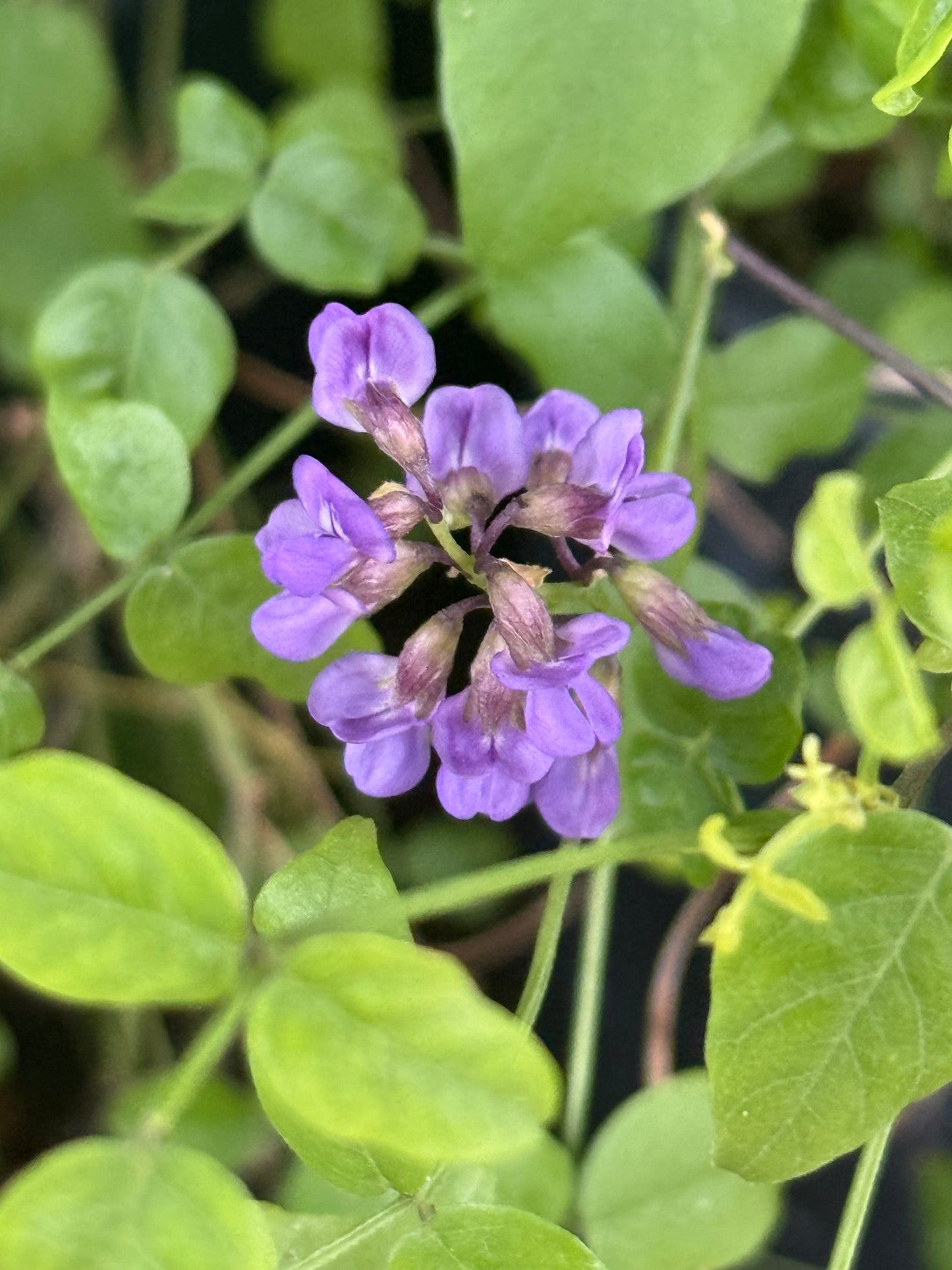 Mountain Pea