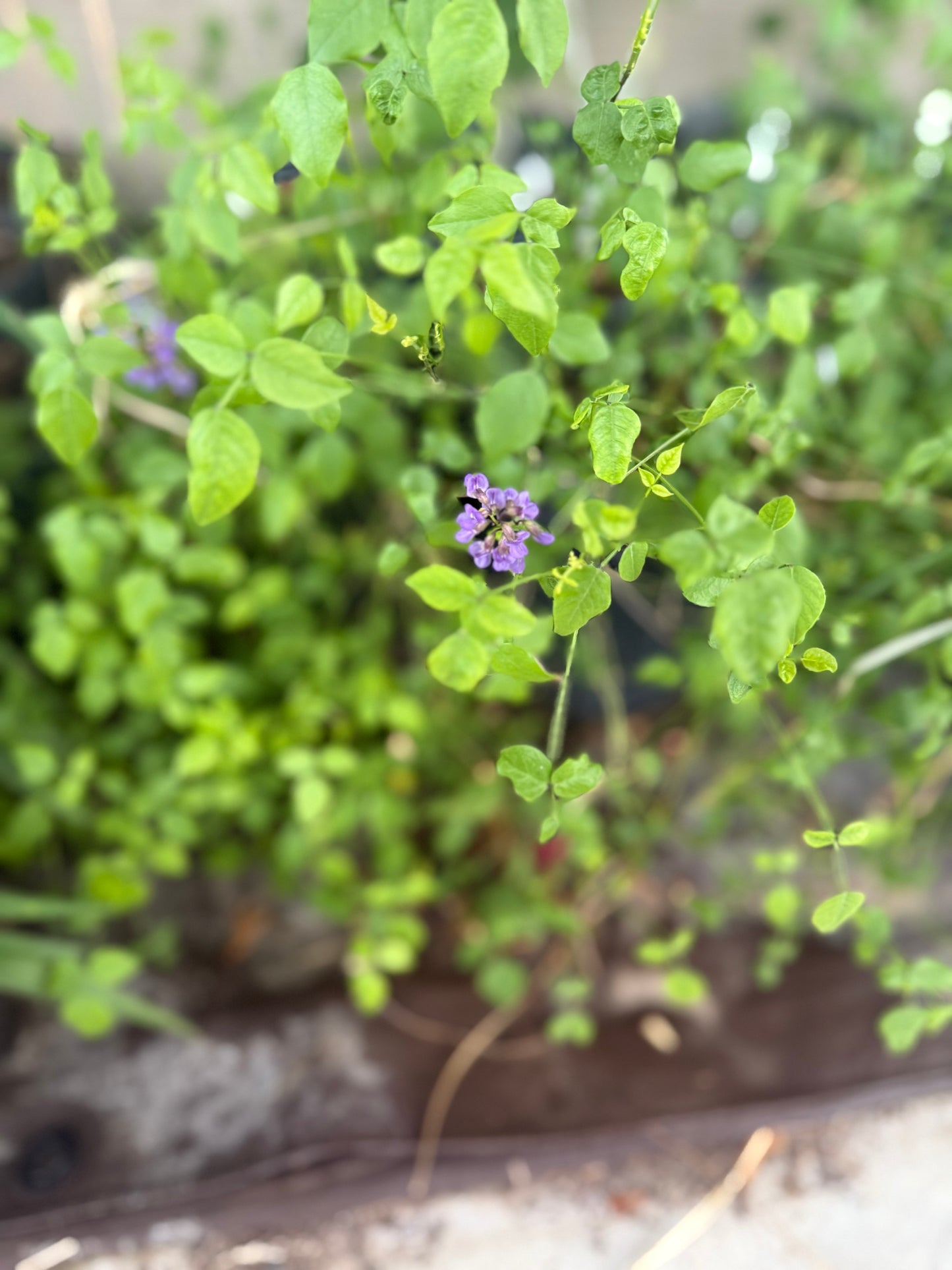 Mountain Pea