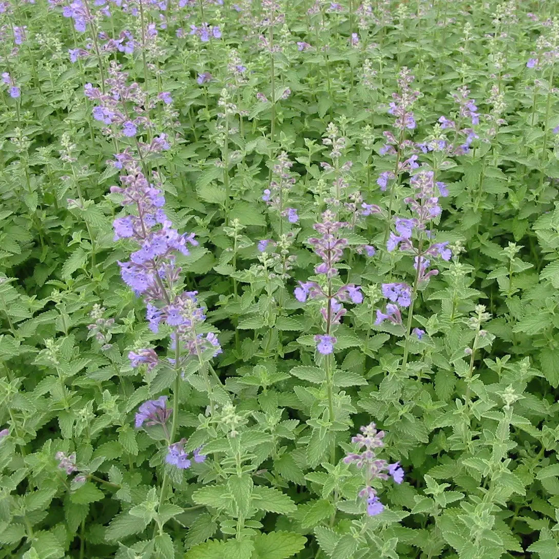 Walker's Low Catmint