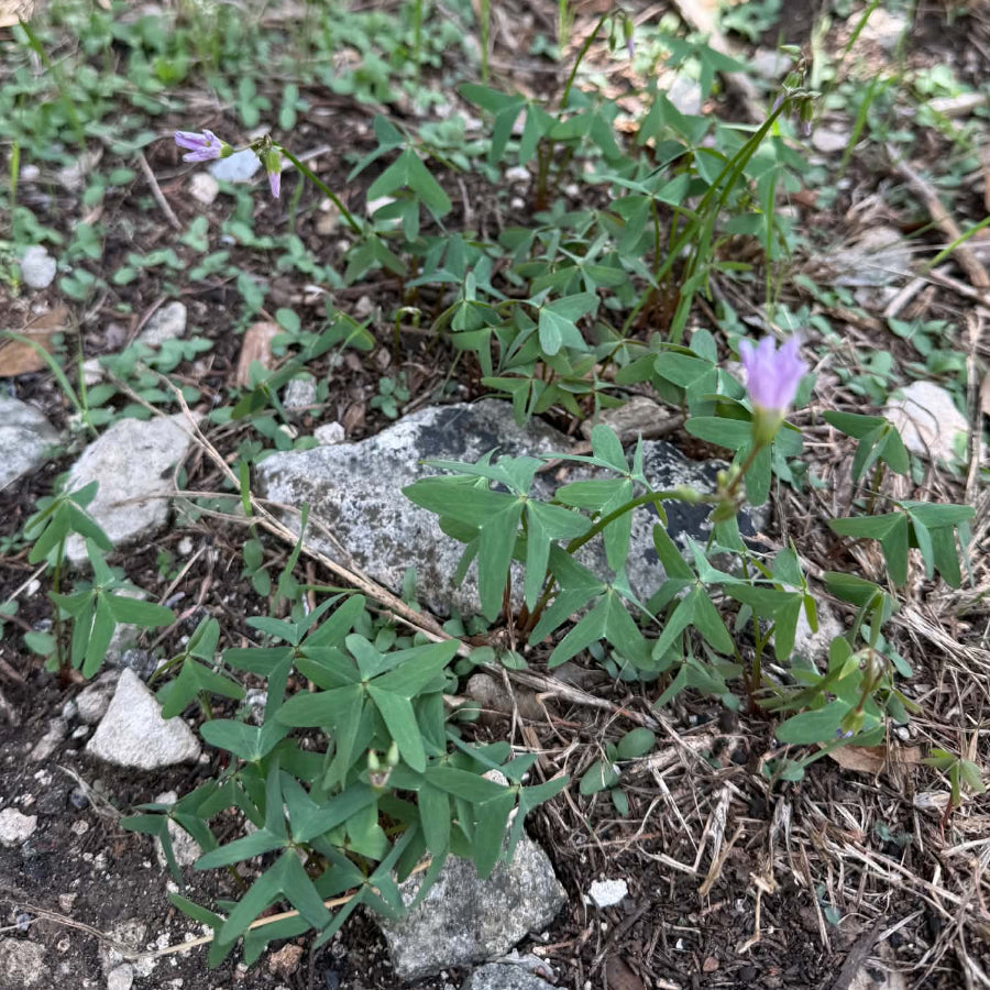 Oxalis plant in bloom