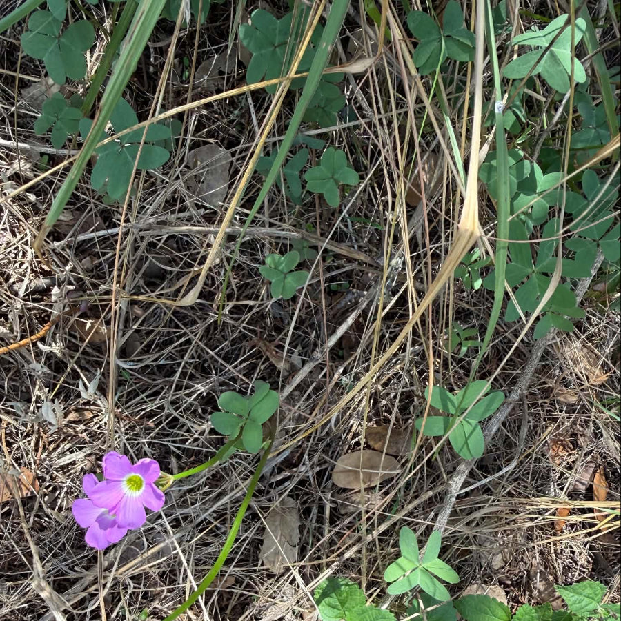 Oxalis plant with two flowers in bloom