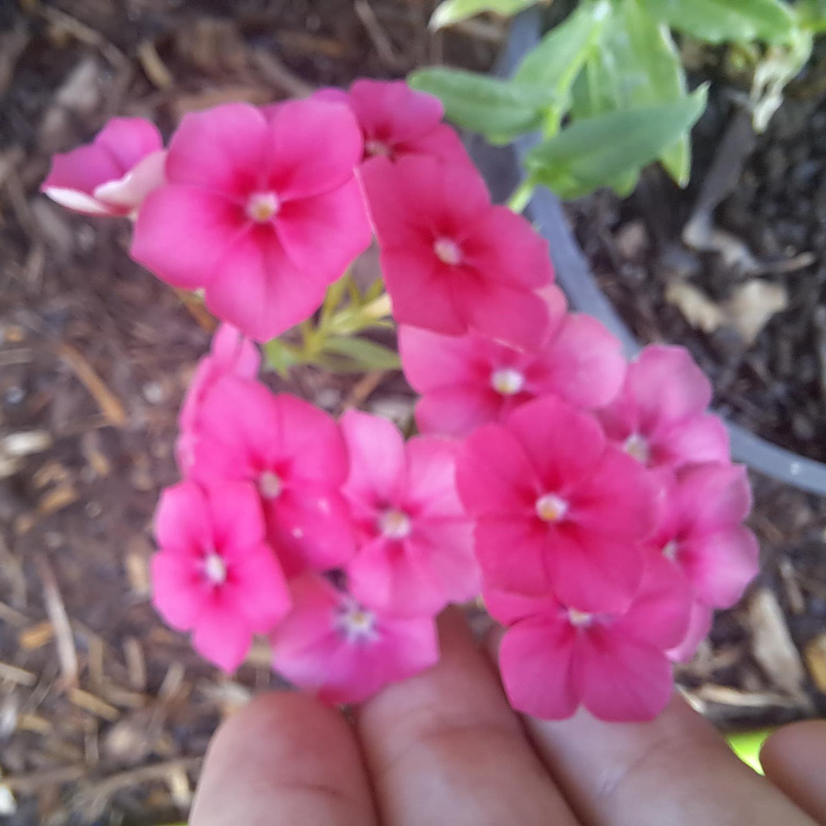 Drummond's Phlox