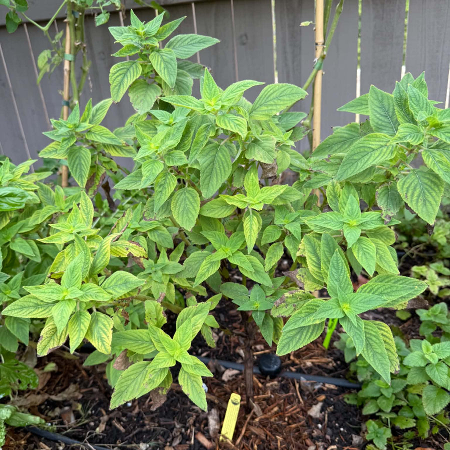 Pineapple Sage