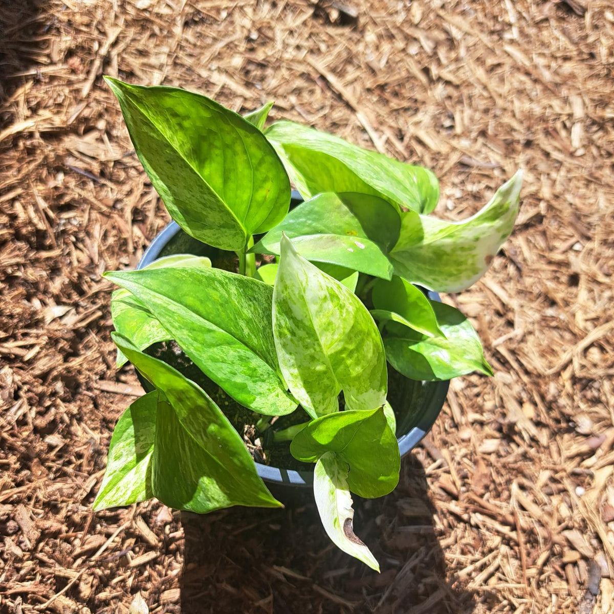 Pothos