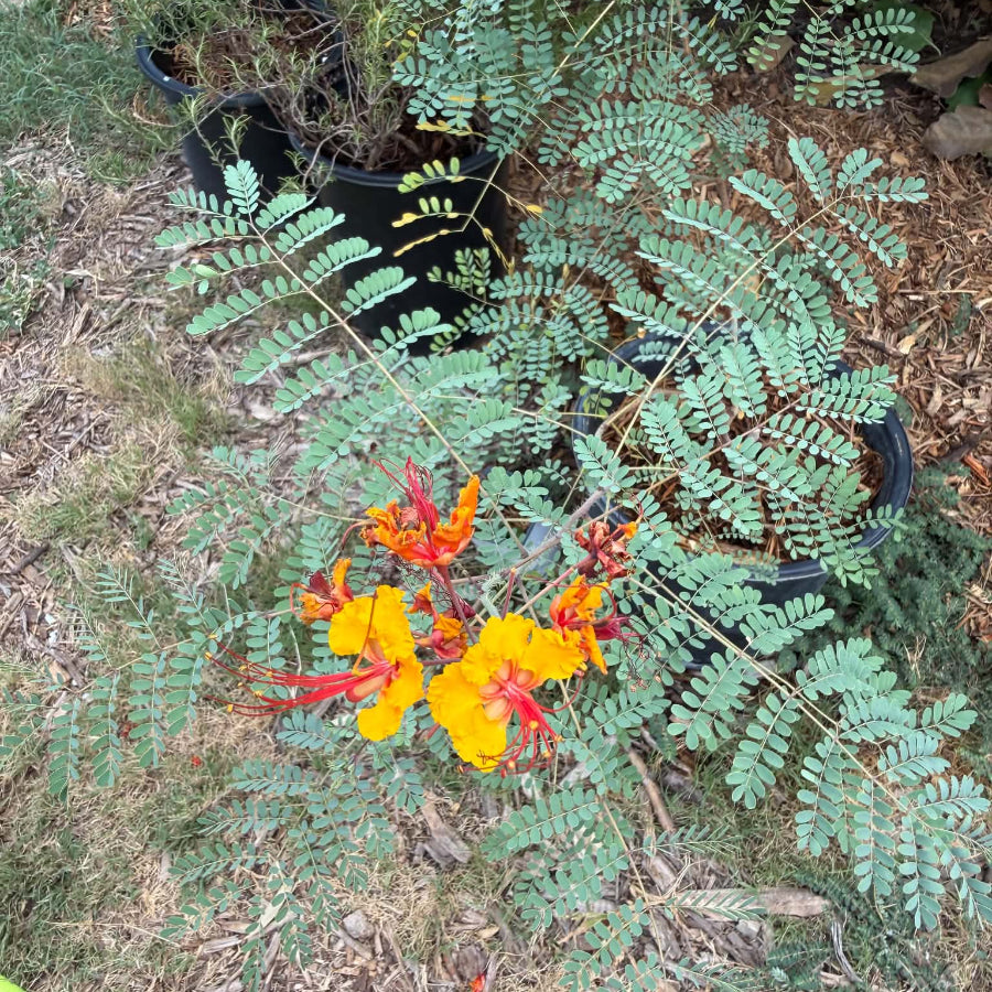 Pride of Barbados 1 gallon plant for sale Austin
