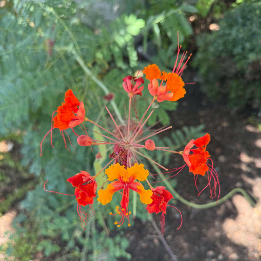 Pride of Barbados flowers Austin Texas