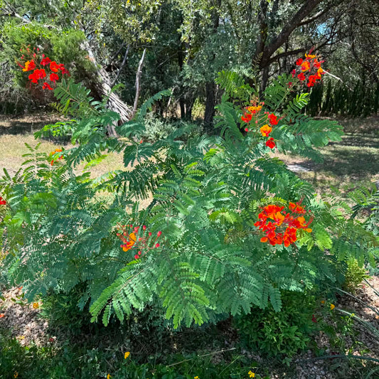 Pride of Barbados