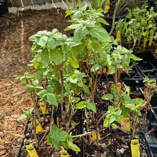 4-inch Prospera Basil for sale in Austin, Texas