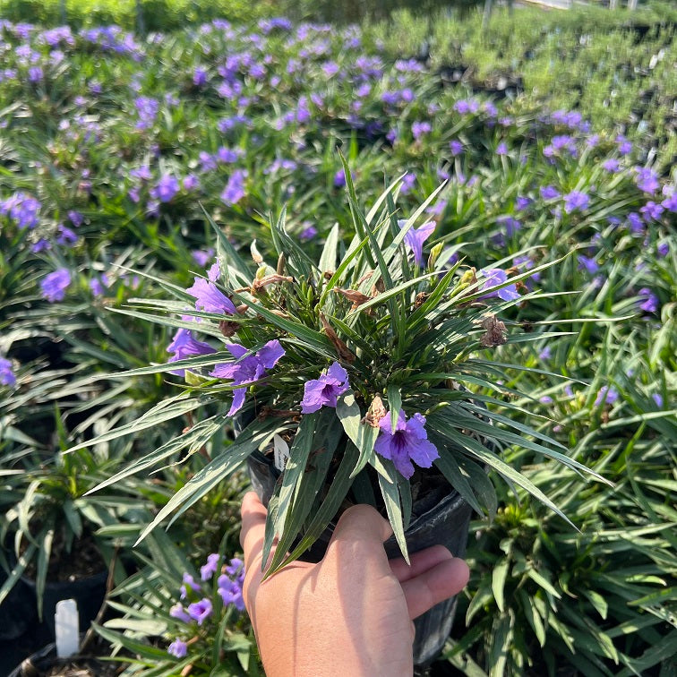 Ruellia, Katie's Dwarf