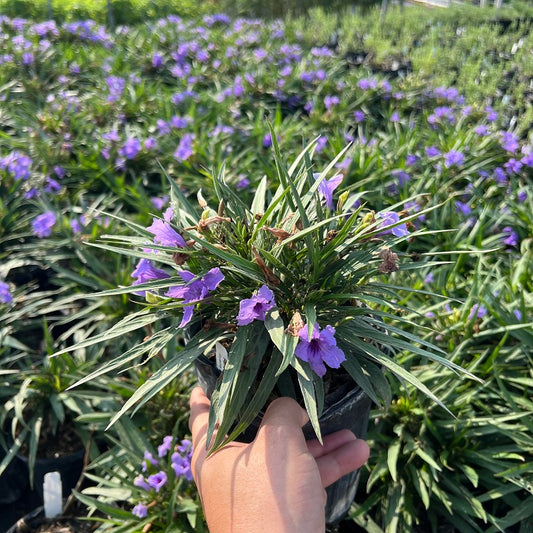 Ruellia, Katie's Dwarf