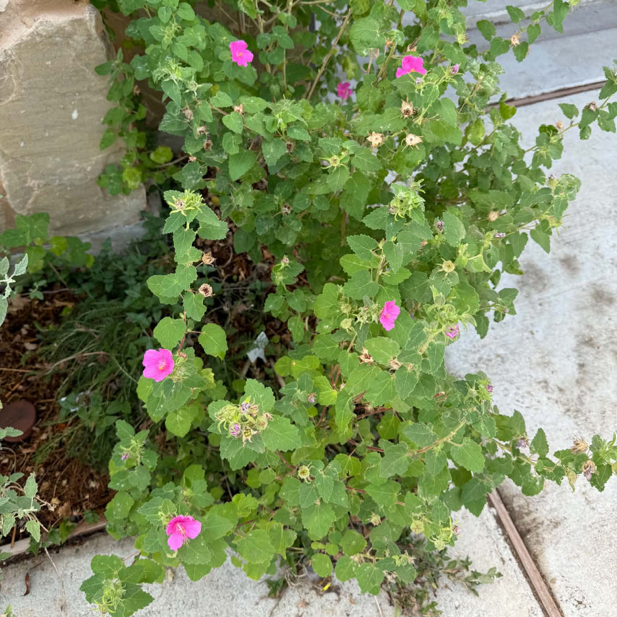 Rock Rose Plants in garden bed