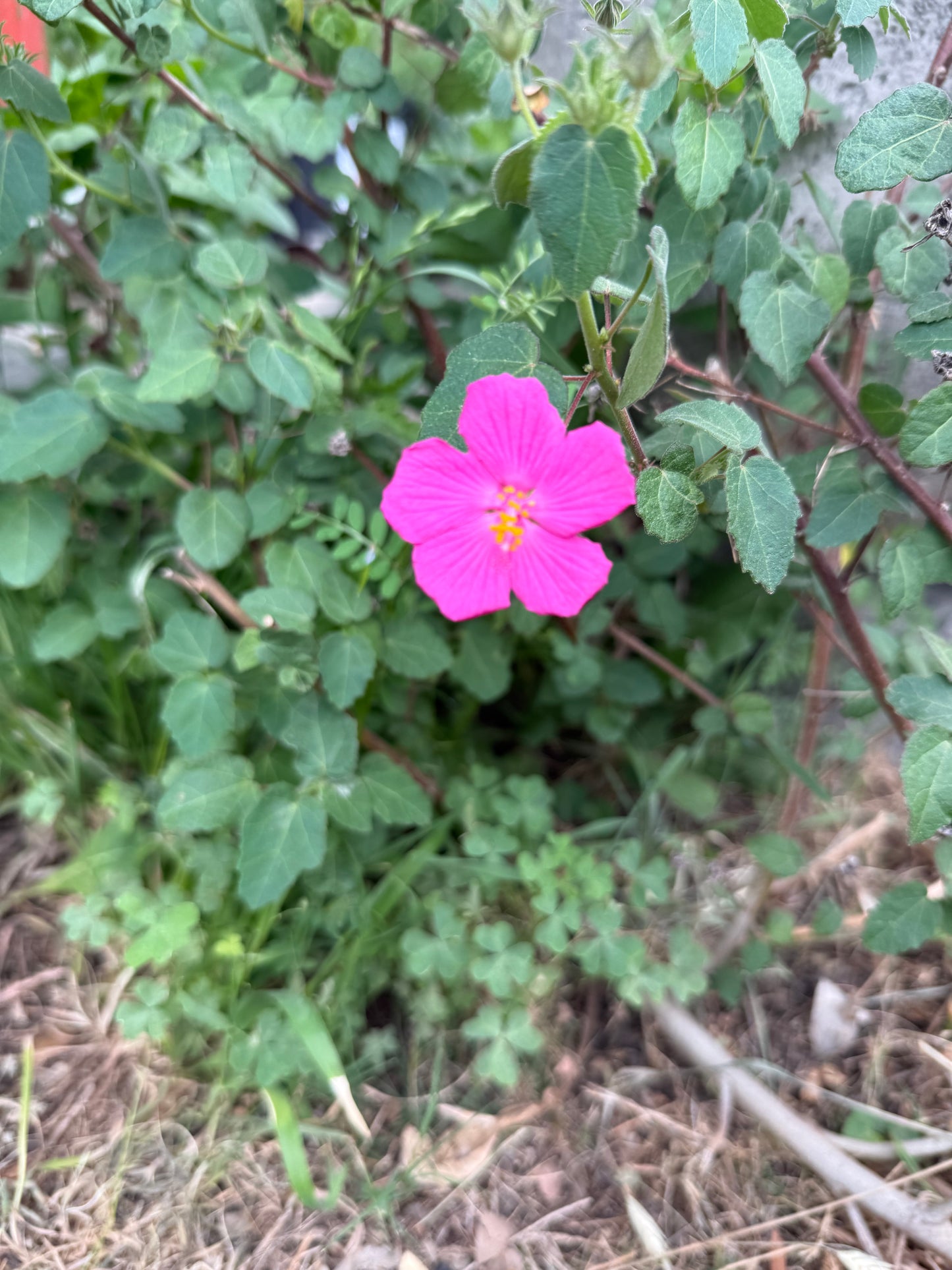 Rock Rose