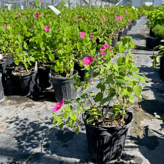 Rock Rose