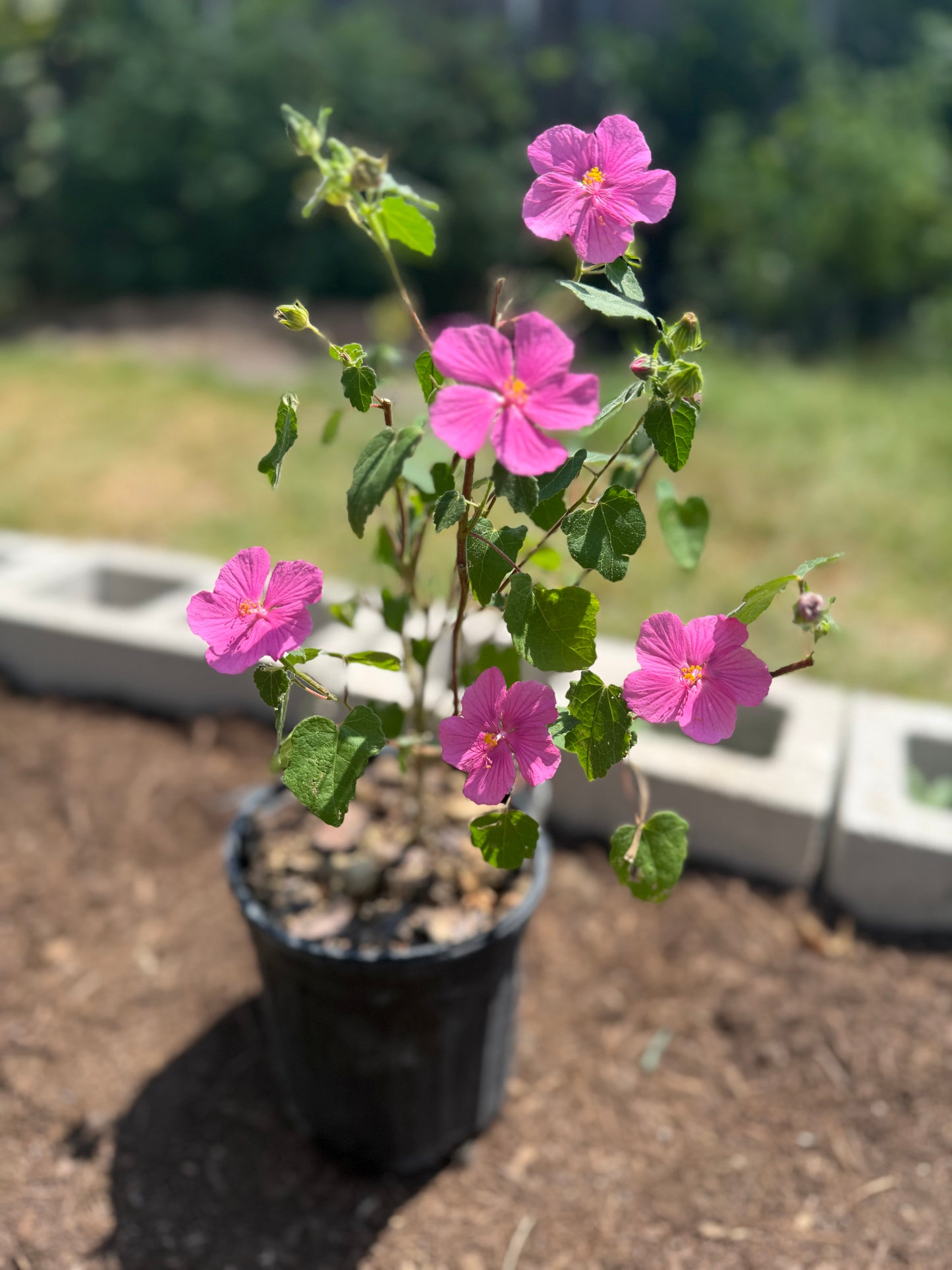 Rock Rose