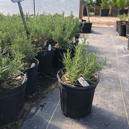 Rosemary, Upright