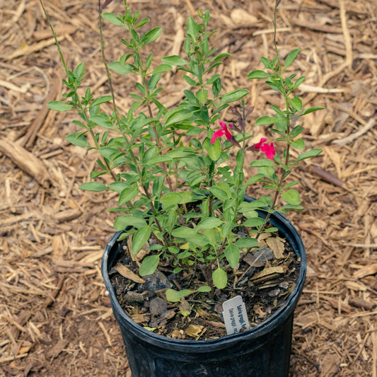 Salvia Greggii, Hot Lips
