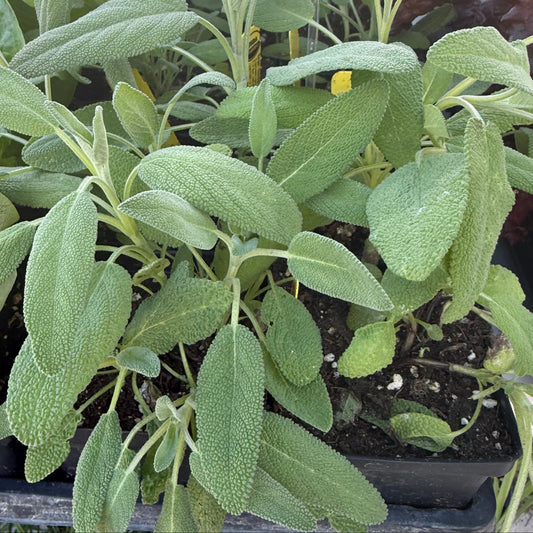 Sage, Garden