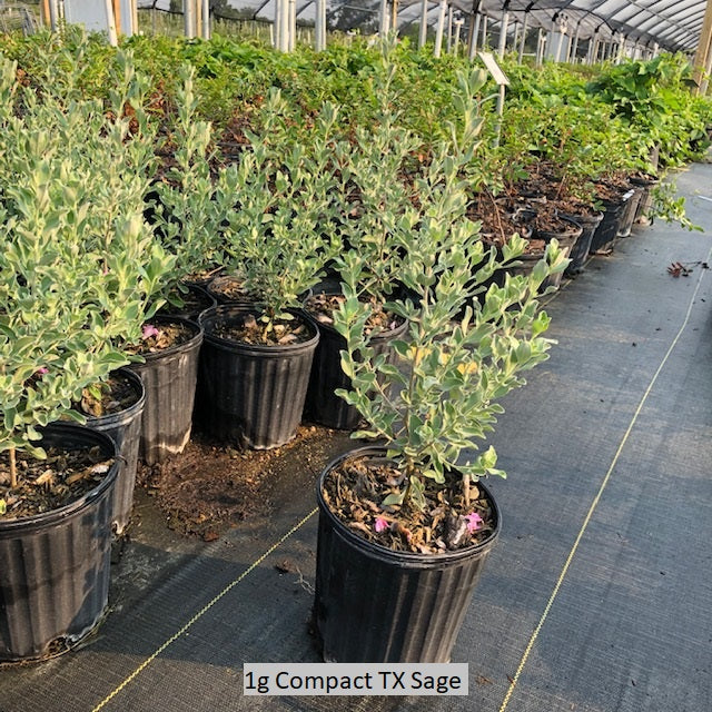 Texas Sage (Cenizo), Compact