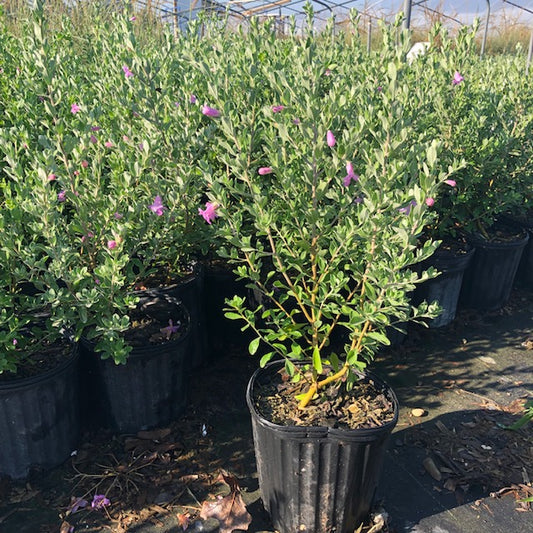 Texas Sage (Cenizo), Green
