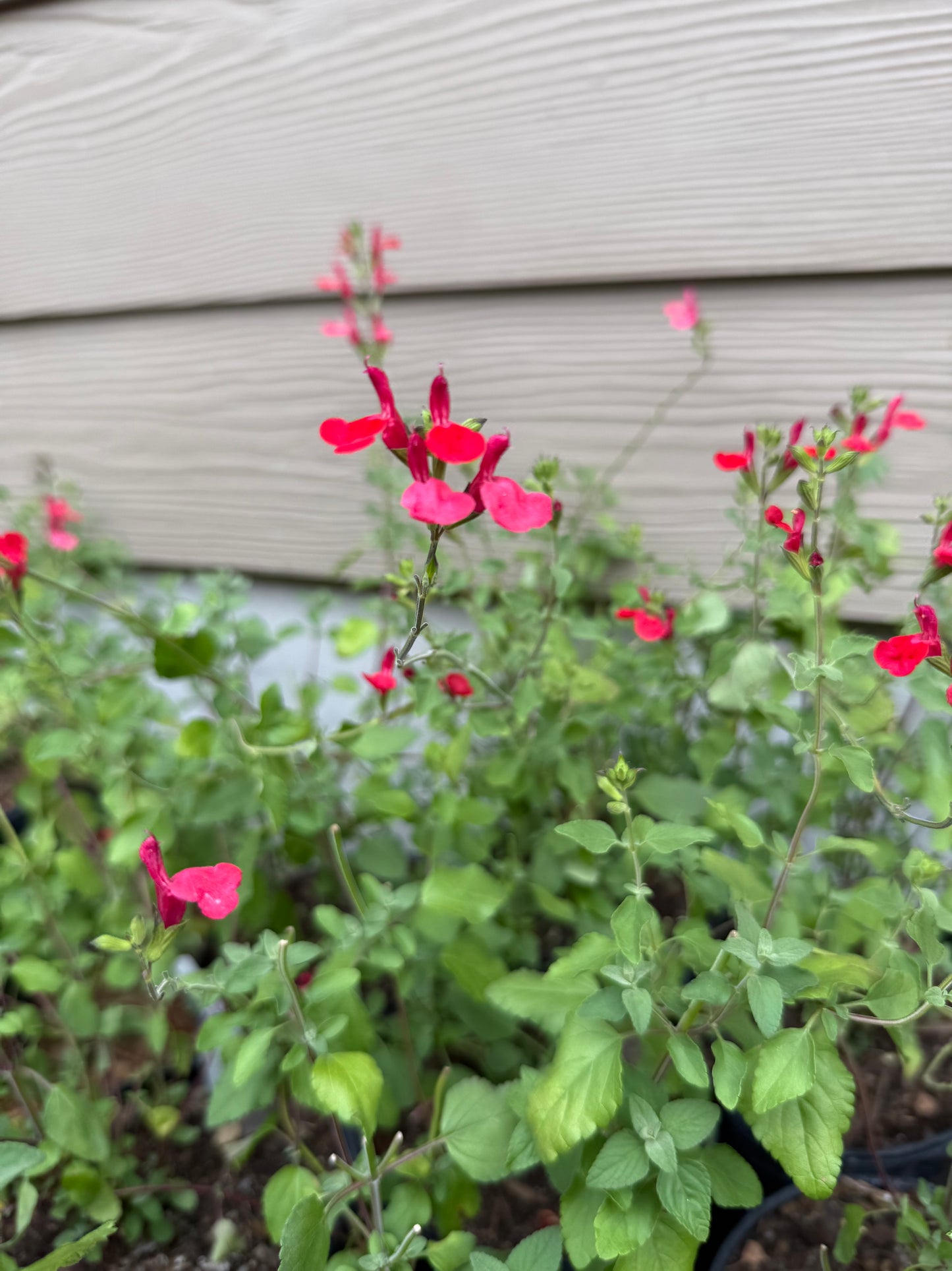 Salvia Greggii, Lipstick