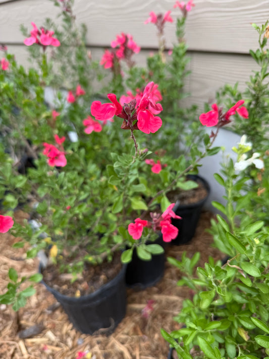 Salvia Greggii, Lipstick