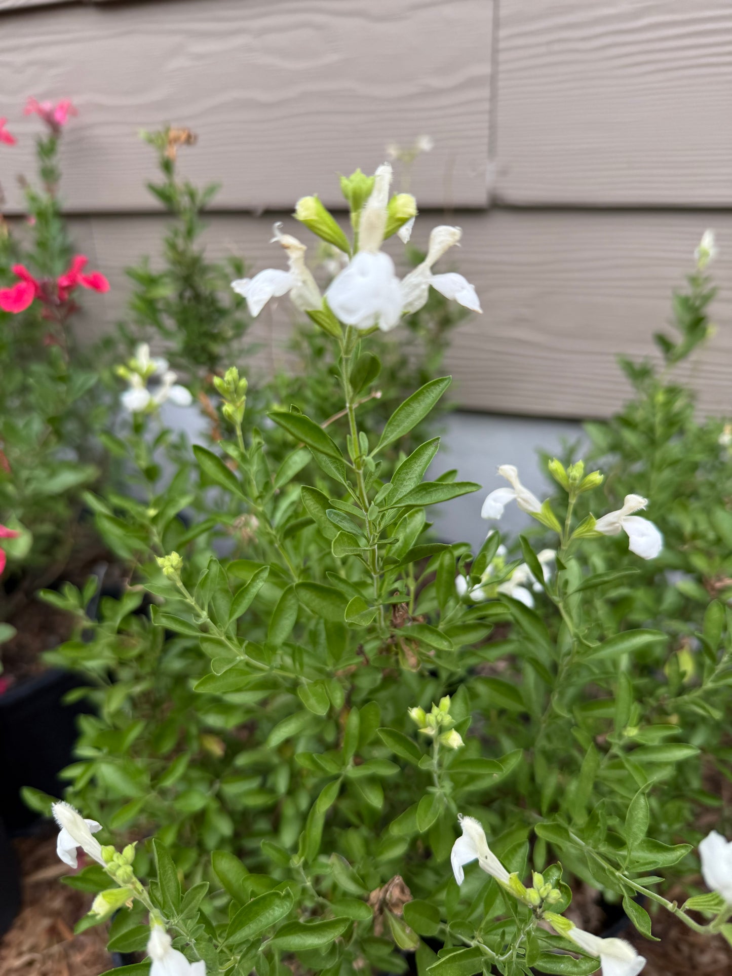 Salvia Greggii, White