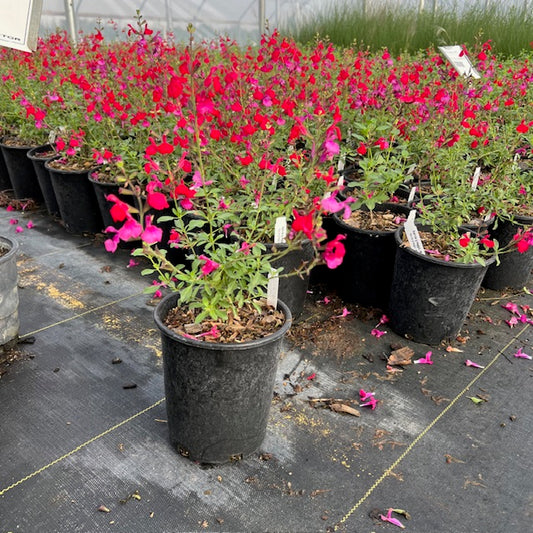 Salvia Greggii, Red