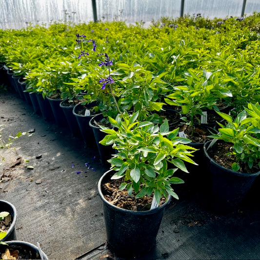 Salvia, Mealy Blue (Henry Duelberg)