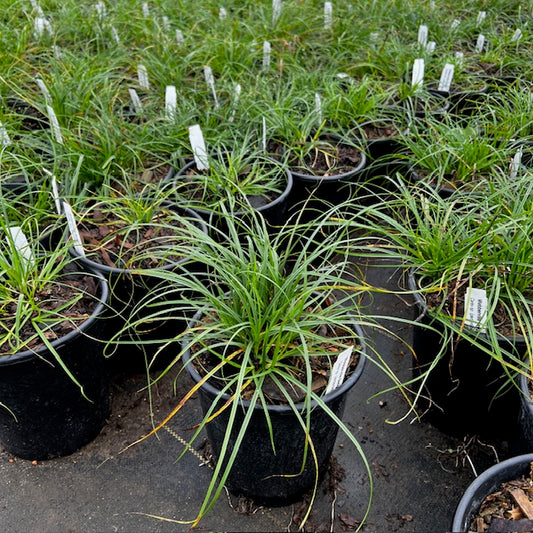 Webberville Sedge
