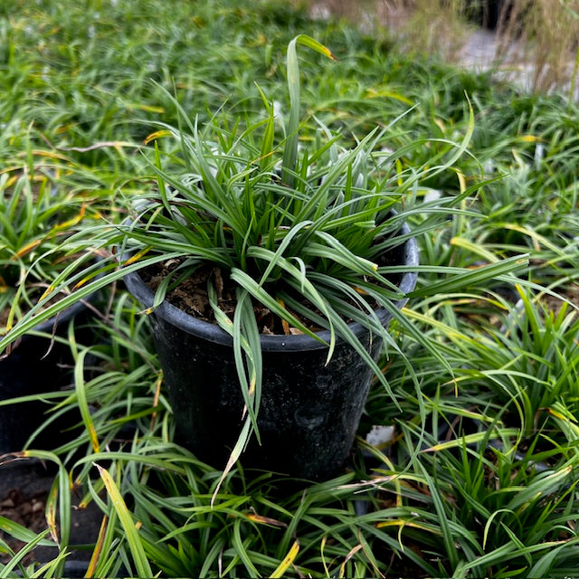 Woodland Sedge