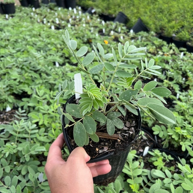 Velvet-leafed (Lindheimer’s) Senna