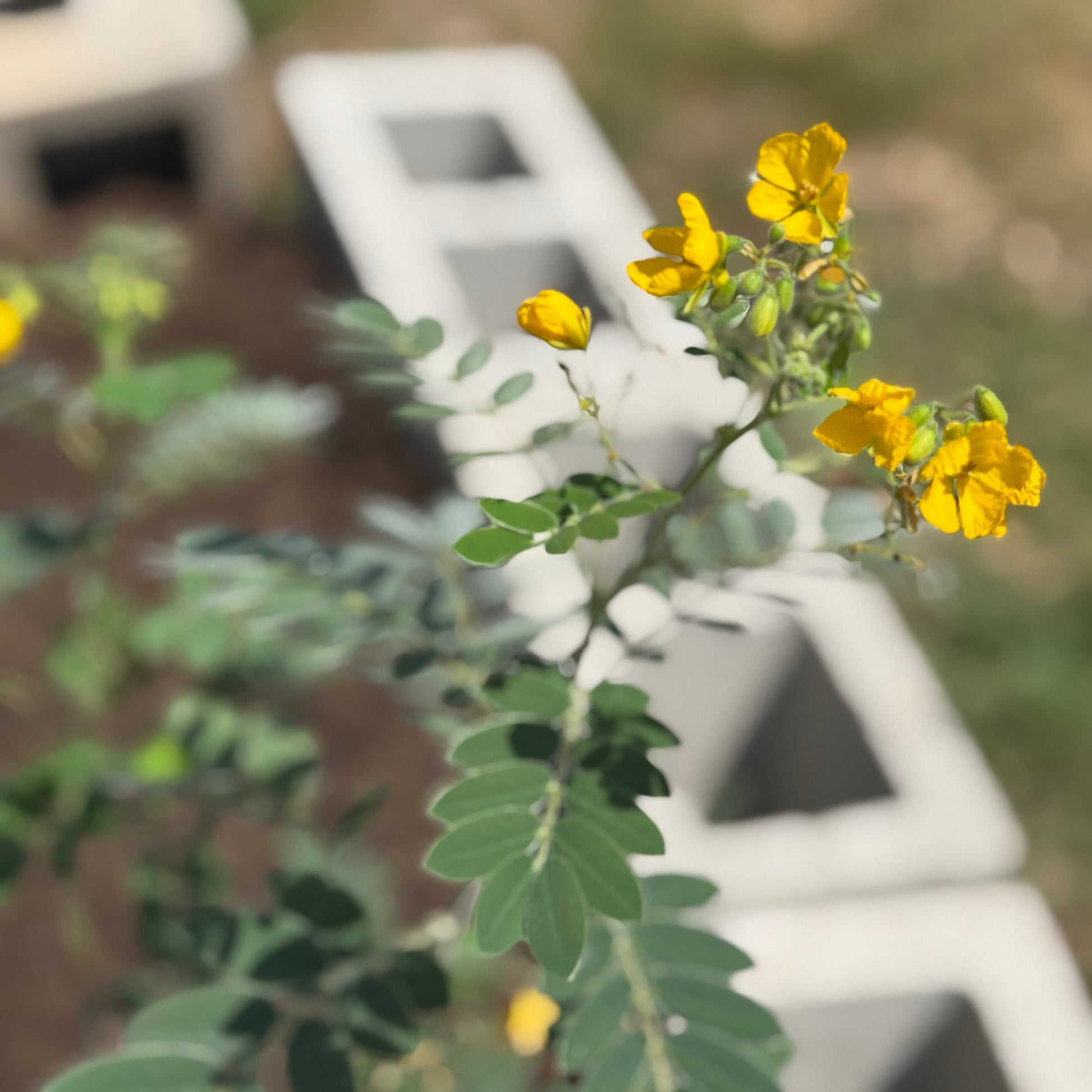 Common Tree Senna