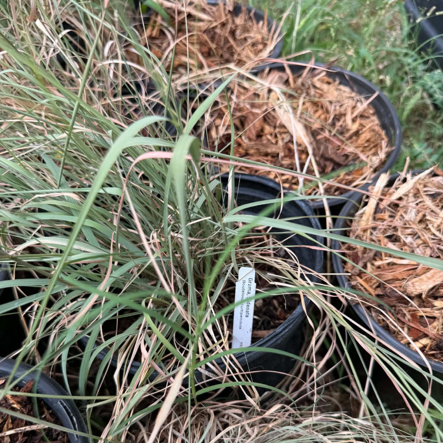 Native Grass Austin Texas