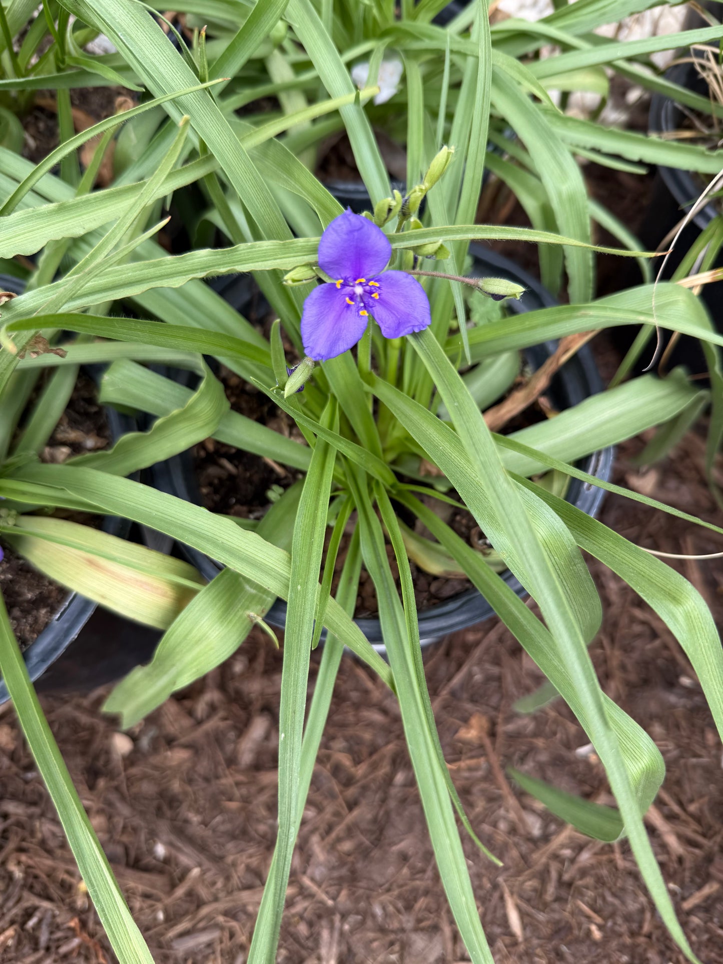 Spiderwort