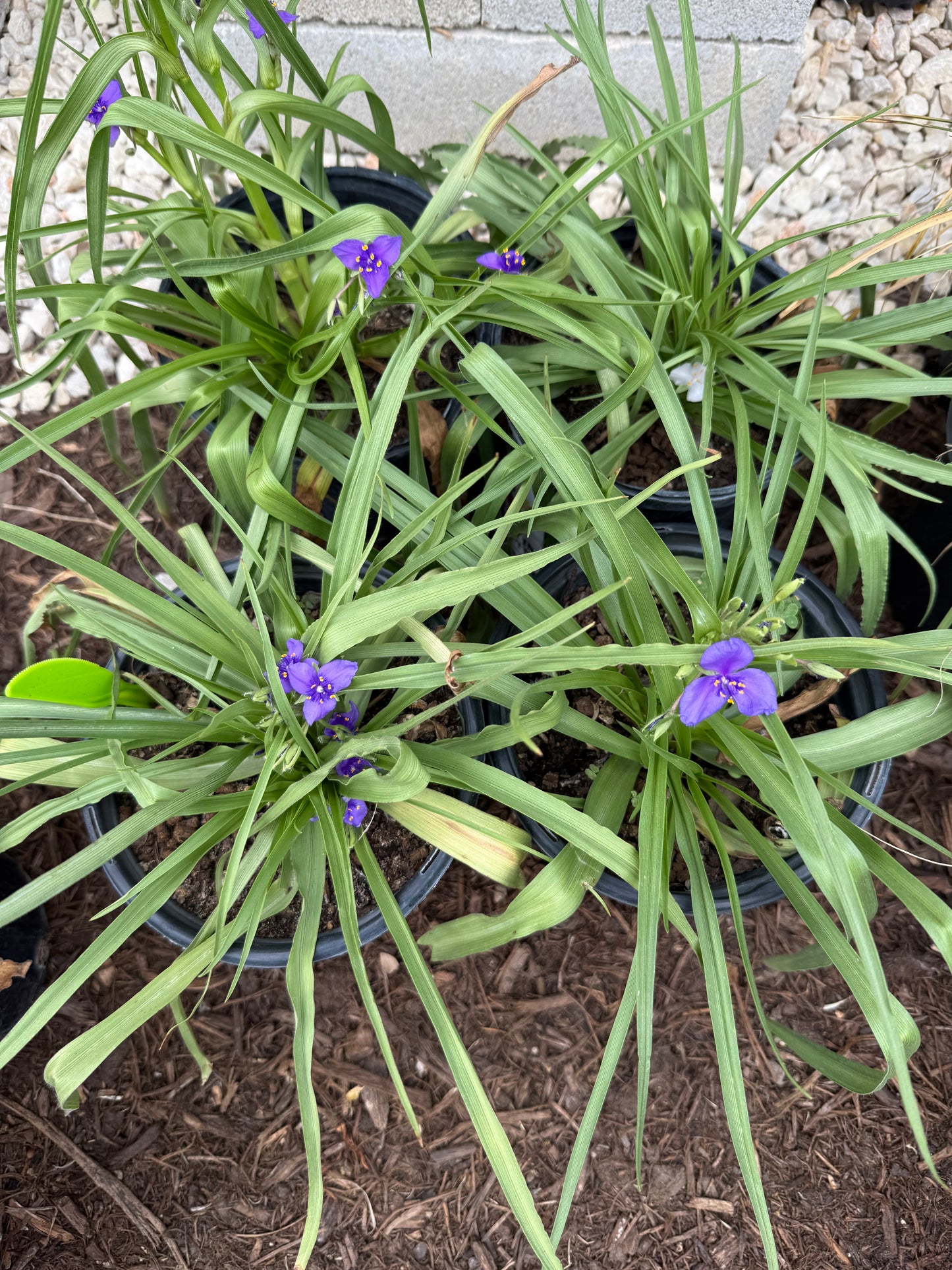 Spiderwort