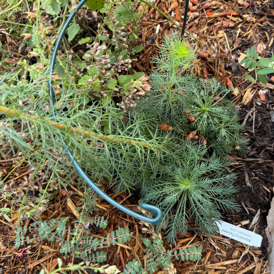 Standing Cypress leaves