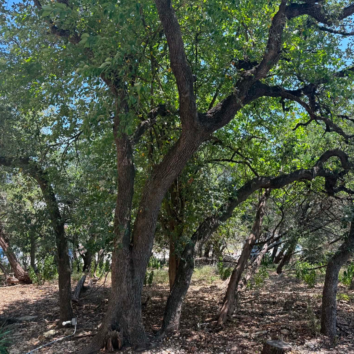 Texas Live Oak