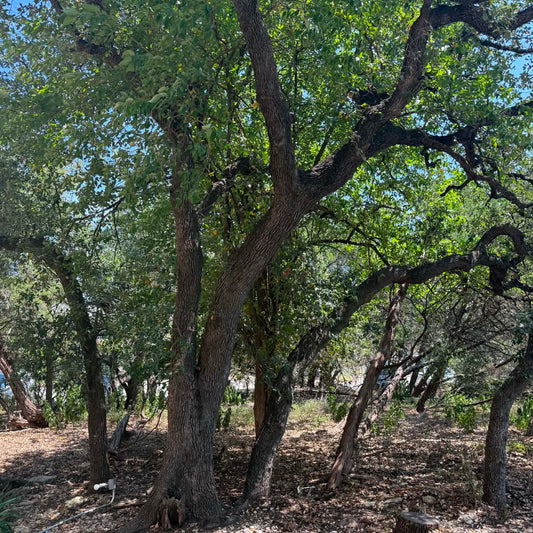 Texas Live Oak