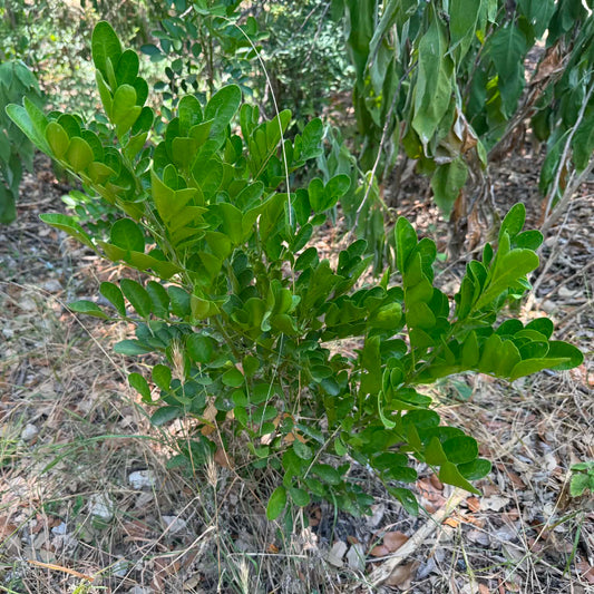 Texas Mountain Laurel