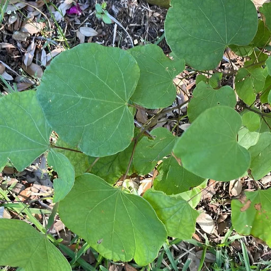 Texas Redbud