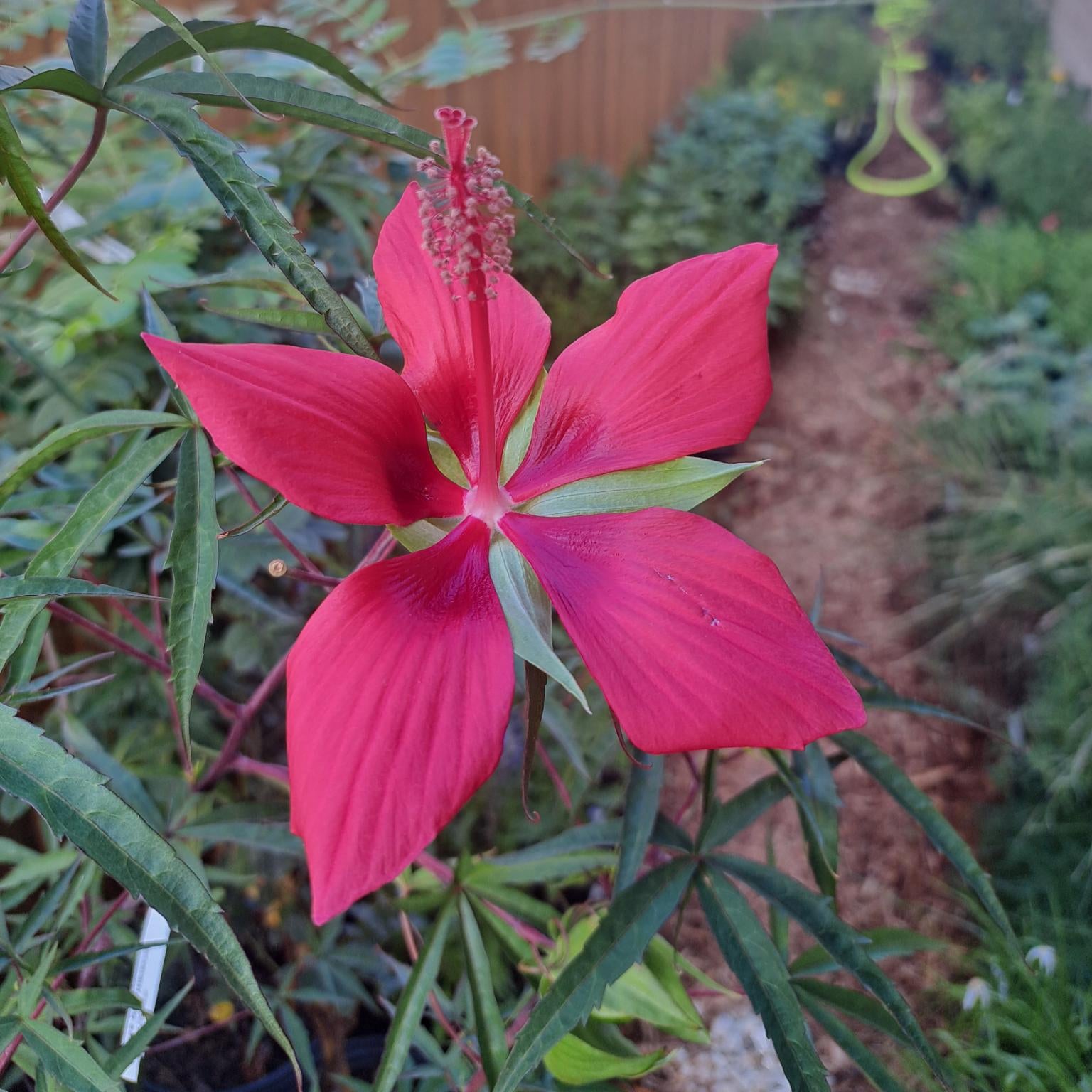 Texas Star Hibiscus