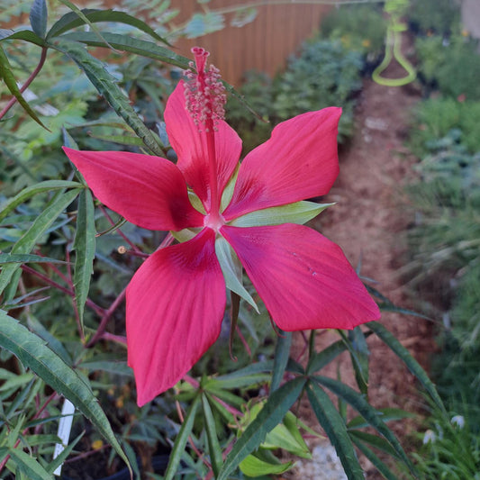 Texas Star Hibiscus