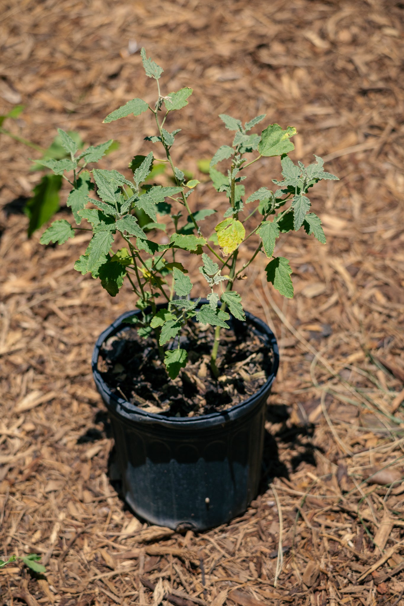 Desert Mallow