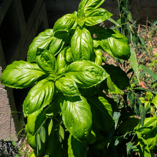 Basil, Genovese