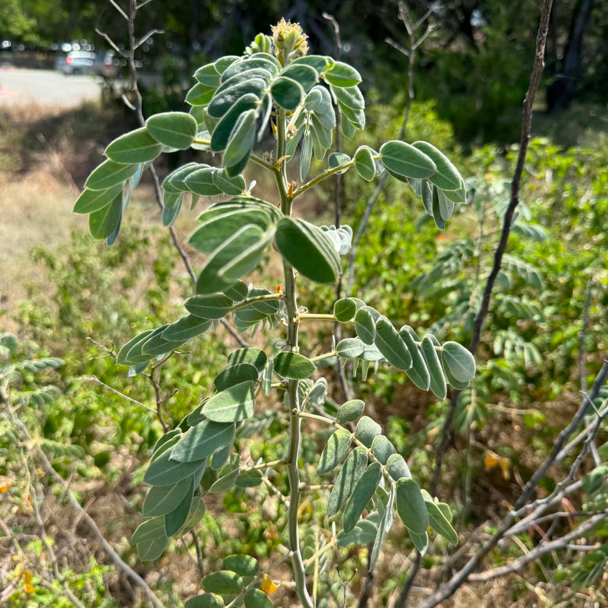 Velvet-leafed (Lindheimer’s) Senna