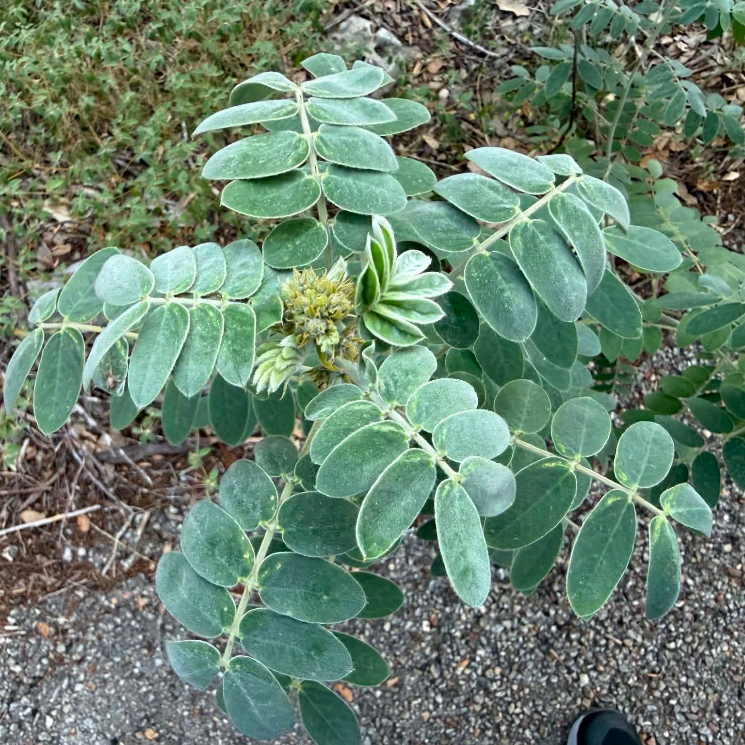 Velvet Leafed Senna