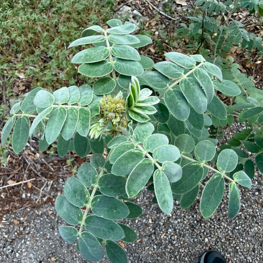 Velvet Leafed Senna