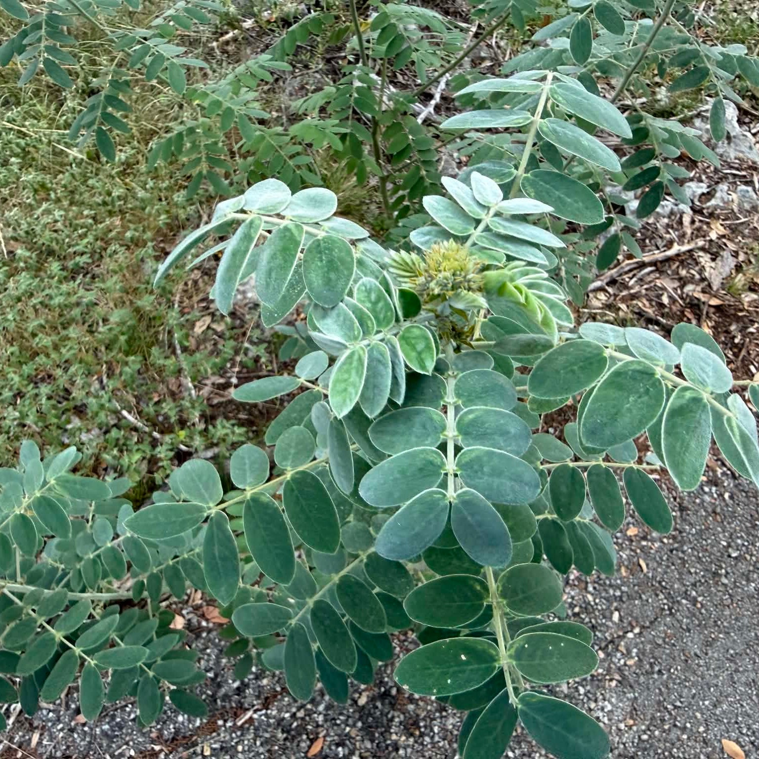 Velvet Leafed Senna